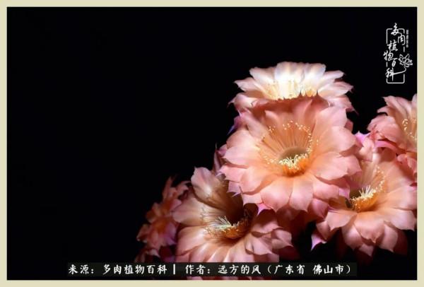 我若盛開，蝴蝶愛來不來