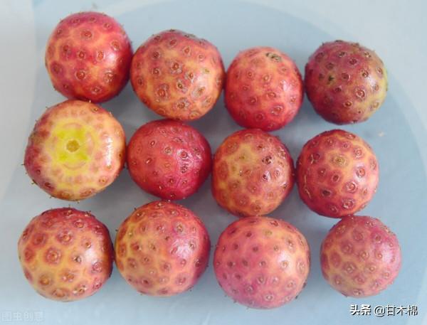 帶你一起回味62種南方野果子,它們是物質匱乏年代小朋友的零食 帶你一起回味62種南方野果子,它們是物質匱乏年代小朋友的零食