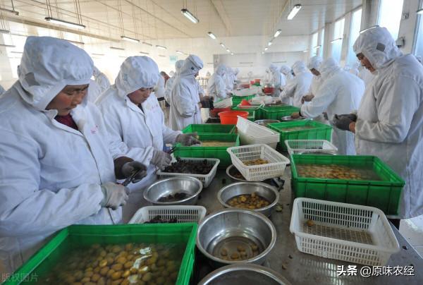 加工在鎮（鄉）、基地在村、增收在戶：繁榮農產品加工