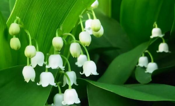 以下五種客人來家裡串門,很不受歡迎 以下五種客人來家裡串門,很不受歡迎