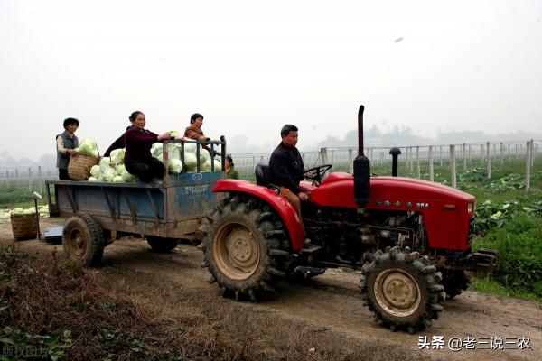 只要一把麥麩，解決白菜病蟲害問題！簡單3點，結球緊實，品質好