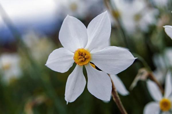 畫境烏克蘭，歷史亦悠遠。曾物阜民豐，惜故國不堪