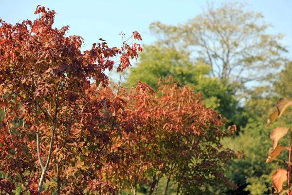 北京市屬公園賞秋指南