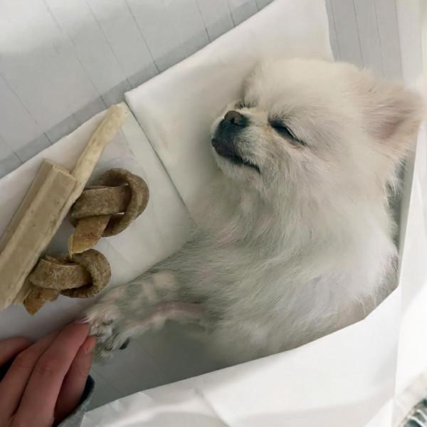 博美犬被遺棄在深山裡,四肢癱瘓無法動彈:也曾是誰家的小可愛 博美犬被遺棄在深山裡,四肢癱瘓無法動彈:也曾是誰家的小可愛