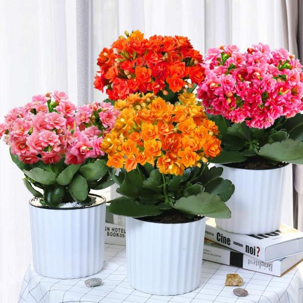 9種富貴花,長成老樁也要用“小盆”養,不然爛根又黃葉,難養好 9種富貴花,長成老樁也要用“小盆”養,不然爛根又黃葉,難養好