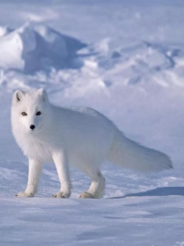 分享最美的狐狸——白狐