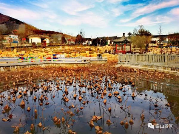 泰山腳下賞殘荷之美