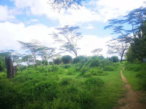 一個駐外女生和馬賽人的故事