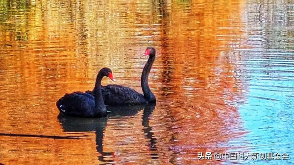 中國科大來了六隻黑天鵝 中國科大來了六隻黑天鵝