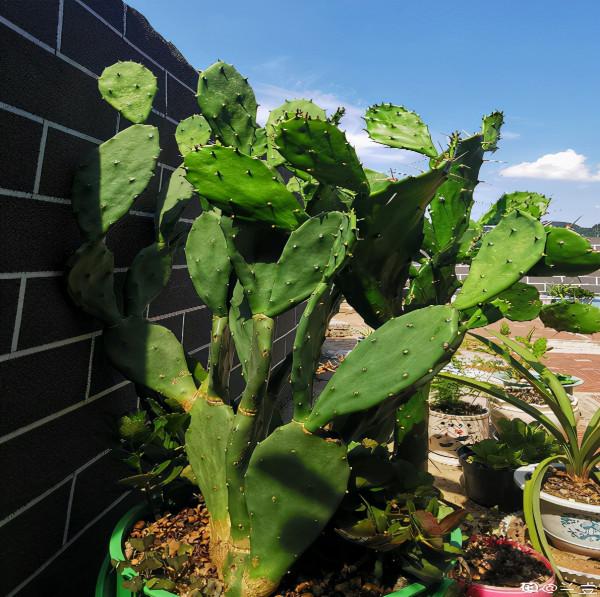 長相“奇葩”的植物，雖然醜，但是特有安全感