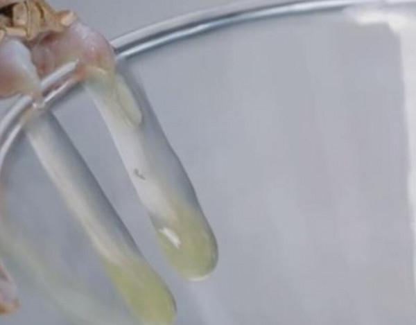 命大！浙江男子被五步蛇烙鐵頭咬傷，自救成功，它的毒性有多強？