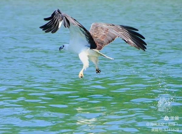 鳥類空中的戰鬥機&mdash;&mdash;白腹海雕