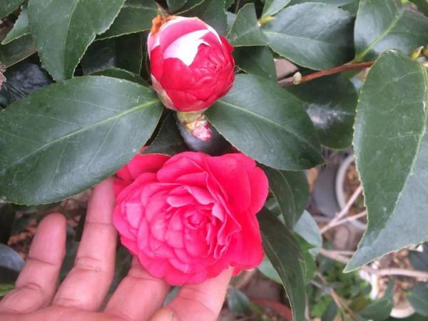 冬天養盆茶花，天一冷就開爆，紅紅火火花開富貴