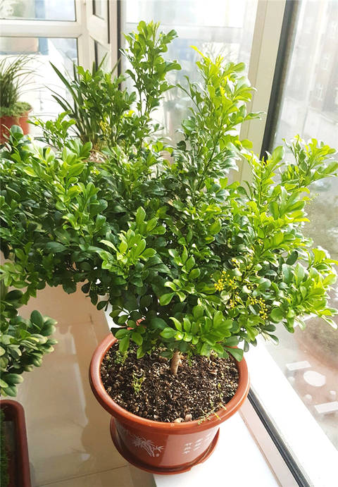 5種“漂亮花”特怕冷，低溫下澆水？凍死一片，現在保溫才關鍵