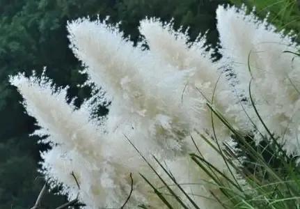 現代詩|詩與無題 現代詩|詩與無題