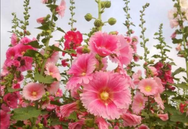 8種漂亮的花,到了秋天別忘採種子,來年繼續播種 8種漂亮的花,到了秋天別忘採種子,來年繼續播種