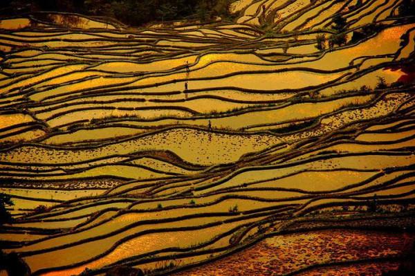 田埂上的教書先生