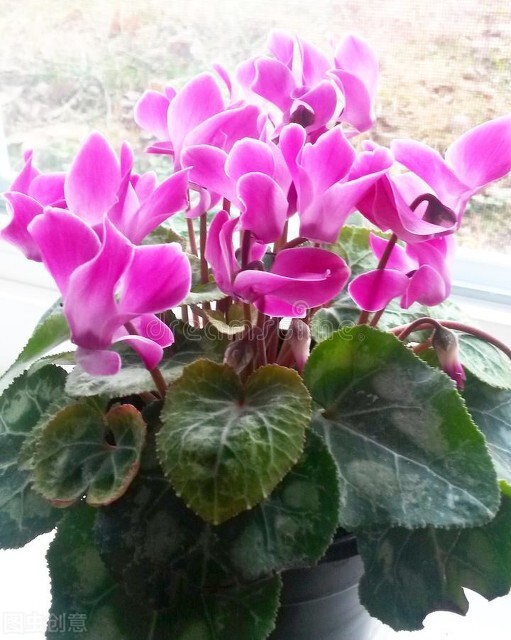 仙客來，是一種喜慶花卉