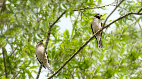 「山西鳥類圖鑑」| ​黑尾蠟嘴雀