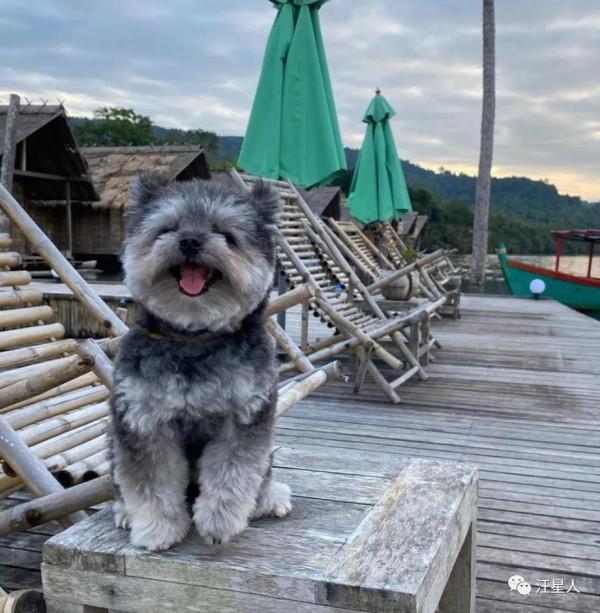 狗狗從小被嘲笑長得醜……但長大後卻讓人驚呼:也太可愛啦 狗狗從小被嘲笑長得醜……但長大後卻讓人驚呼:也太可愛啦