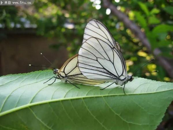 分享-蝶戀 精美絕倫 醉美蝴蝶