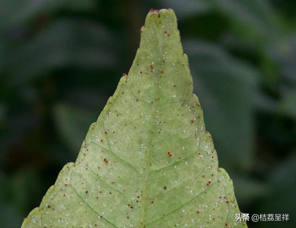 5圖表讀廣西沃柑用藥，年均用藥26.5次，年均用藥成本2080元/畝