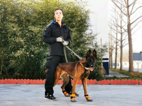 又帥又萌 帶你看公交警犬的酷炫寫真