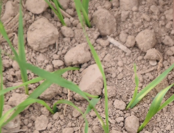 學會適當鎮壓,壓實土壤防凍害,小麥種植戶要注意 學會適當鎮壓,壓實土壤防凍害,小麥種植戶要注意