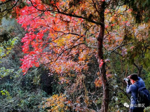 週末好去處，賞秋網紅打卡地！