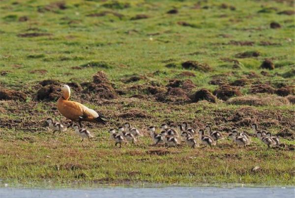 共建地球生命共同體|萬類霜天競自由——四川阿壩州珍稀動物增至142種 共建地球生命共同體|萬類霜天競自由——四川阿壩州珍稀動物增至142種