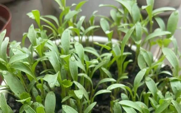 愛吃香菜菜價又貴,自己動手吃到爽 愛吃香菜菜價又貴,自己動手吃到爽