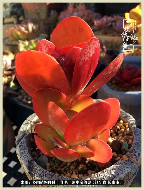 大東北的漫長冬季，我與多肉一起冬眠