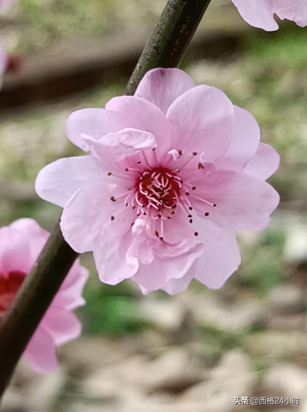 週末的黑龍潭公園是這樣的