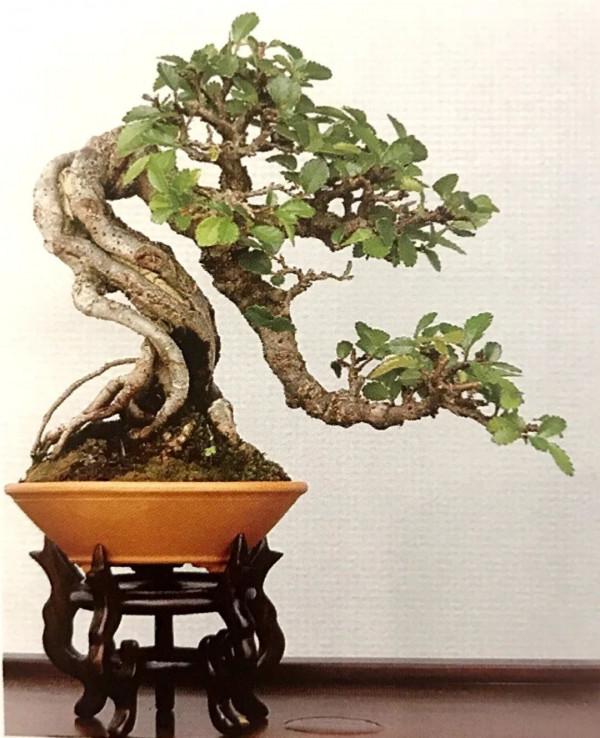 初見是毫不起眼的小苗，先養坯再造型，三年“脫胎”變盆景