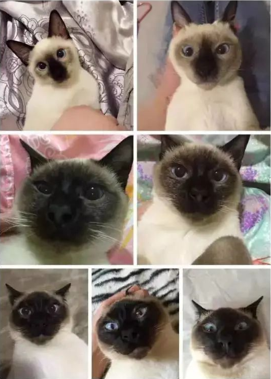 養暹羅就像在拆盲盒，拆著拆著…意外就發生了