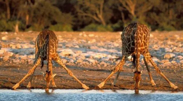 讓孩子一秒踏進自然科學世界的科普繪本《賓果兒童自然科學》