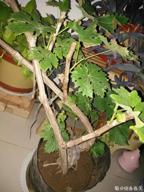 葡萄不爬藤也能長,5步養護,收穫盆栽葡萄樹 葡萄不爬藤也能長,5步養護,收穫盆栽葡萄樹