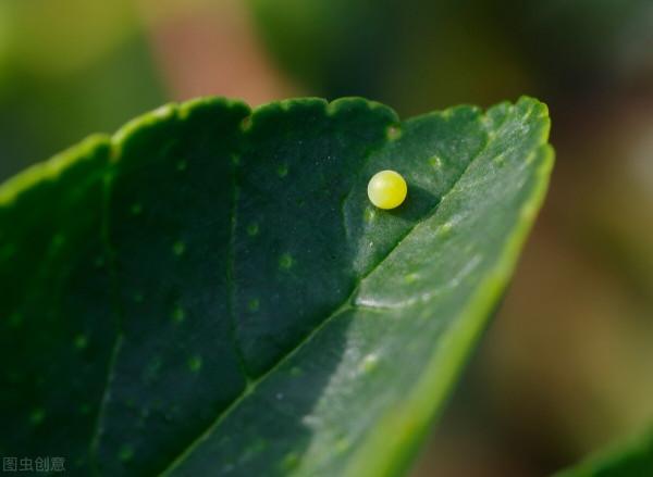 萌萌的大眼蟲子——柑橘鳳蝶