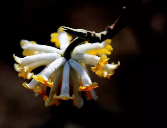 美麗的 結香花 美麗的 結香花