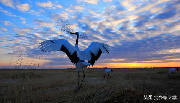鶴舞向海之探幽&mdash;&mdash;你知道為何鶴舞向海嗎？
