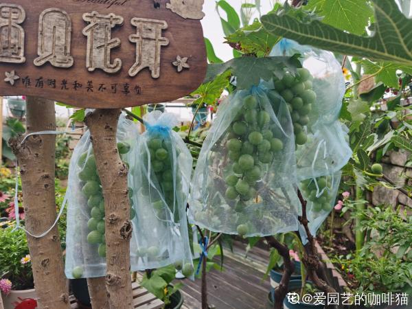 一棵葡萄樹，天然遮陰棚，養殖省力好打理