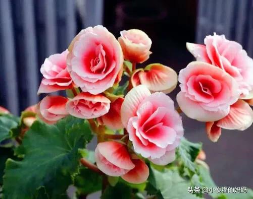 分享——麗格海棠花