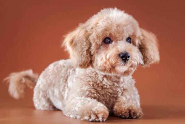 還不知道泰迪怎麼養嗎？只要不做這些事情，選對狗糧就可以了