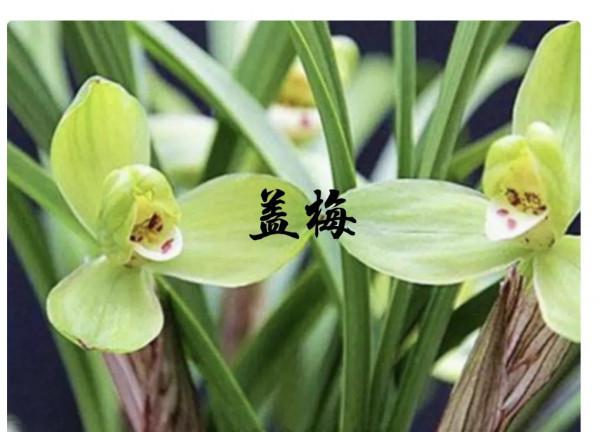 為什麼很多人養花養不活