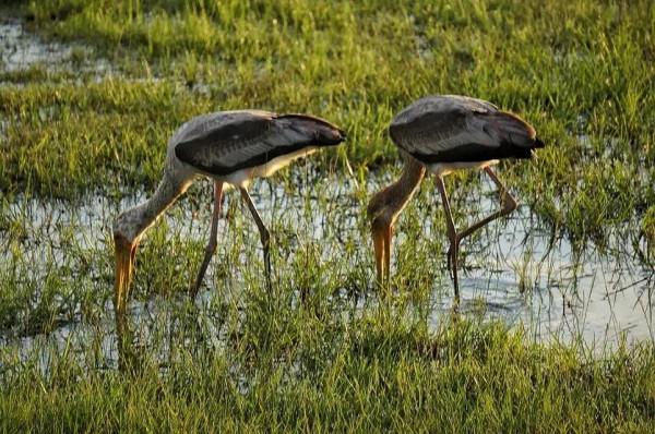 斯里蘭卡--回味無窮的青橄欖