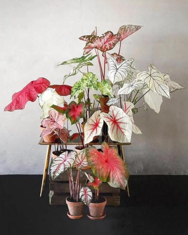 16種耐陰花，就算陽光不足，也能年年生長、開花