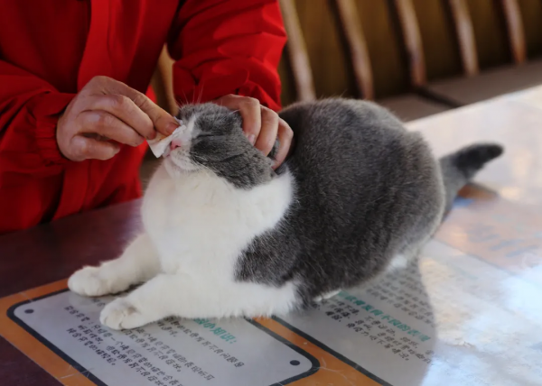 朵公主的可愛暴擊，你準備好了嗎