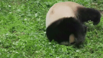 看!草木猴鷸鵝熊熊貓鴨…… 看!草木猴鷸鵝熊熊貓鴨……