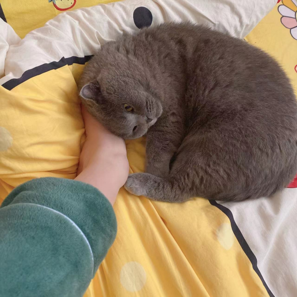 2022&period;1&period;29至1&period;31園園日記：梅花山探梅偶遇，報恩塔上走走