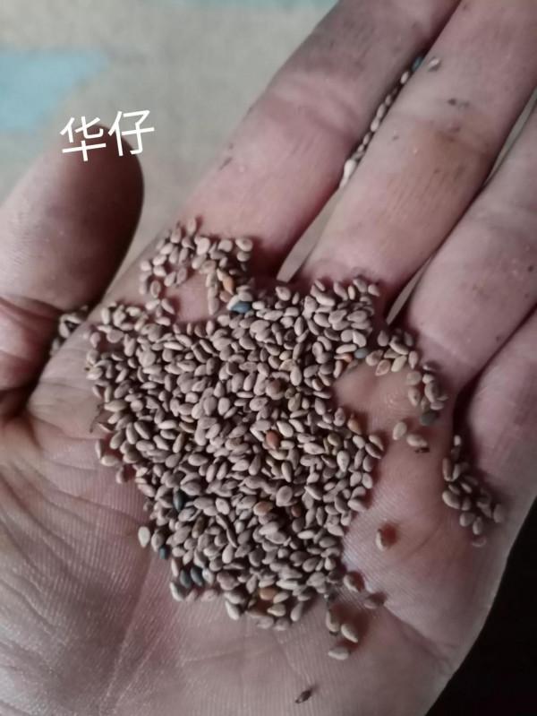 農村小夥自己在家如何月入上萬